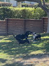 Zuri - Photo 3