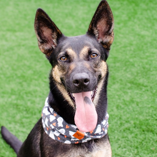 ZURI - German Shepherd Dog available for adoption