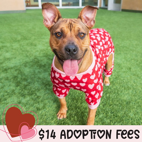 TAMMY - Pit Bull Terrier available for adoption