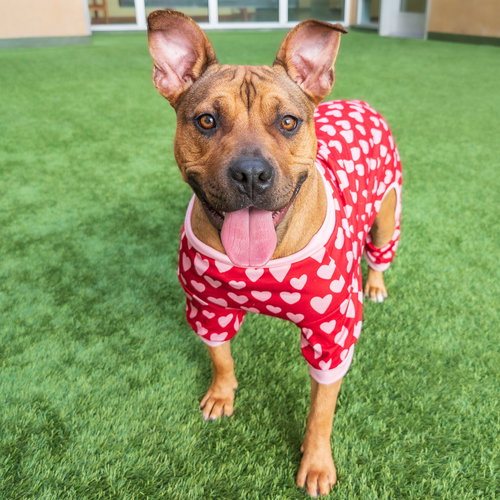 TAMMY - Pit Bull Terrier available for adoption