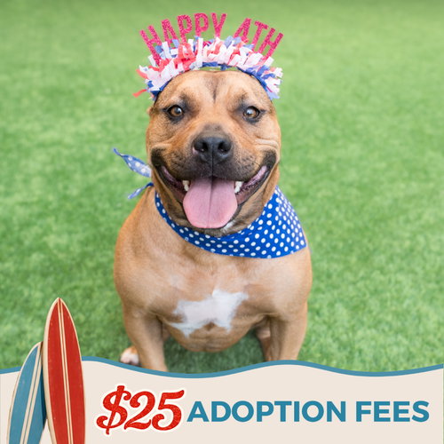 TAMMY - Pit Bull Terrier available for adoption