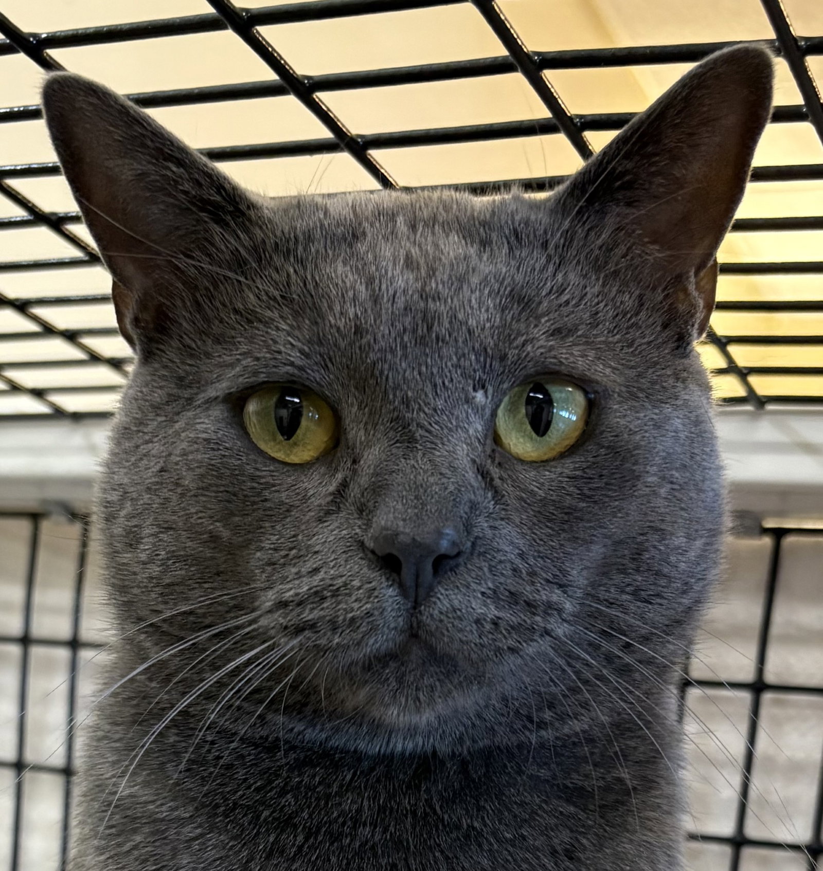 Kiko Image
