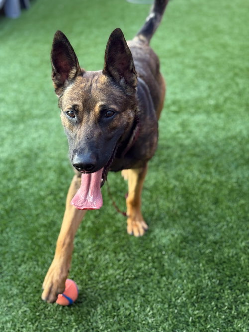 ALADDIN - Belgian Shepherd Malinois available for adoption