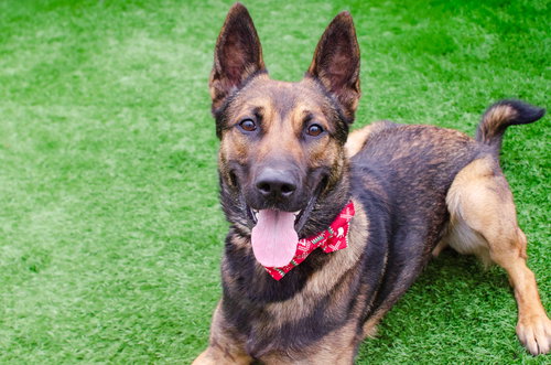 ALADDIN - Belgian Shepherd Malinois available for adoption