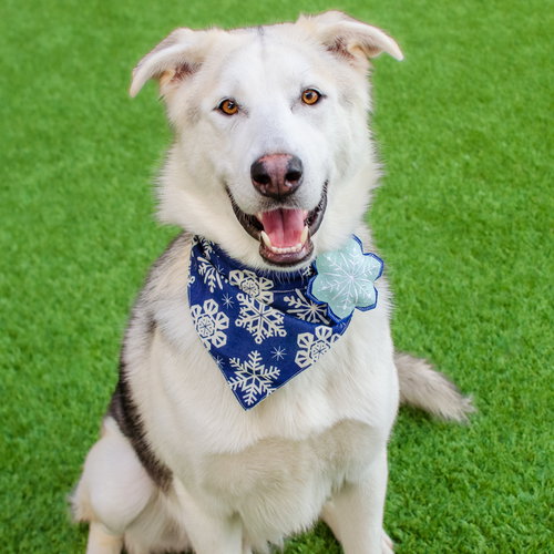 TIMBER - Siberian Husky available for adoption