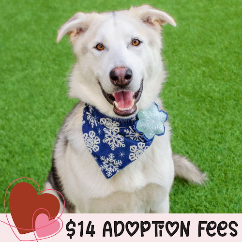 TIMBER - Siberian Husky available for adoption