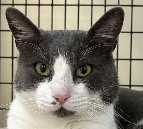 SEBASTIAN - Domestic Short Hair available for adoption