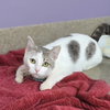 Clarabelle - Photo 2