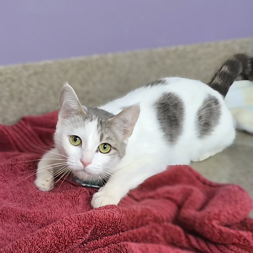 CLARABELLE - Tabby available for adoption