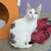 Clarabelle - Photo 3