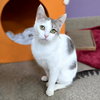 Clarabelle - Photo 1