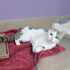 Clarabelle - Photo 4