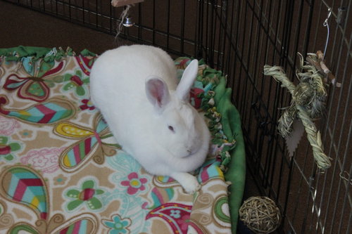 POWDERPUFF - Shorthaired Rabbit available for adoption