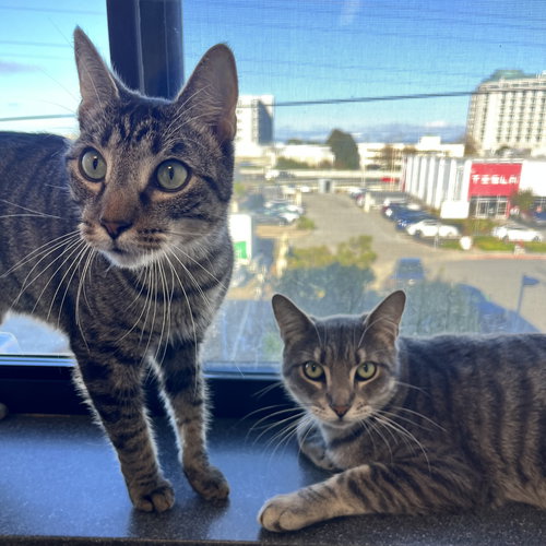 TOKYO & CHARLIE - Domestic Short Hair available for adoption