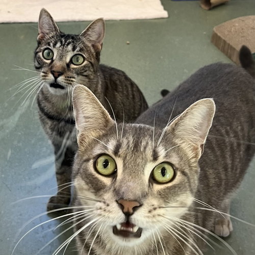 TOKYO & CHARLIE - Domestic Short Hair available for adoption