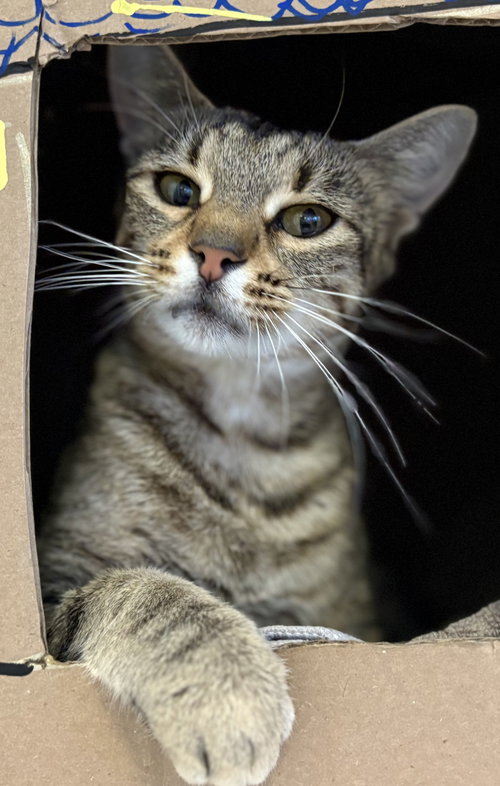 LOVELY - Domestic Short Hair / Tabby available for adoption
