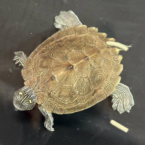 TRINA - Turtle available for adoption