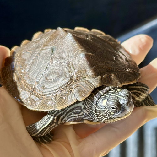 TRINA - Turtle available for adoption