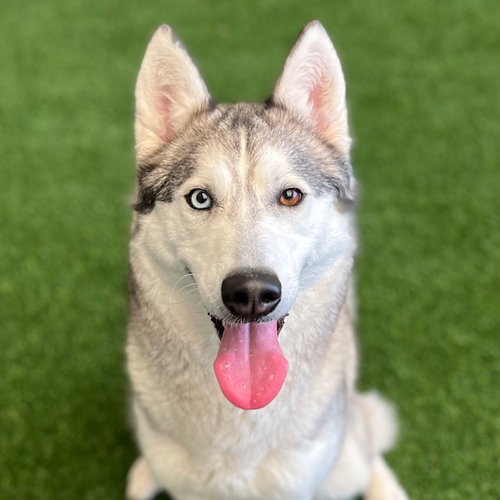 ASTRID - Siberian Husky available for adoption