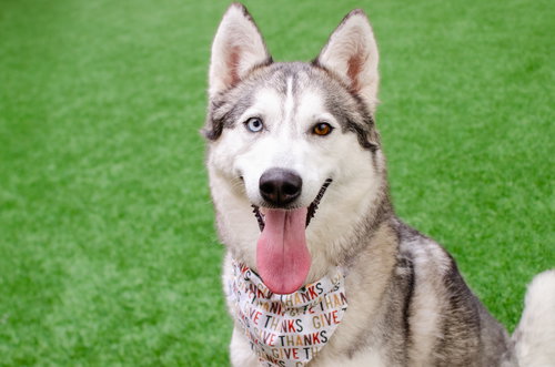 ASTRID - Siberian Husky available for adoption