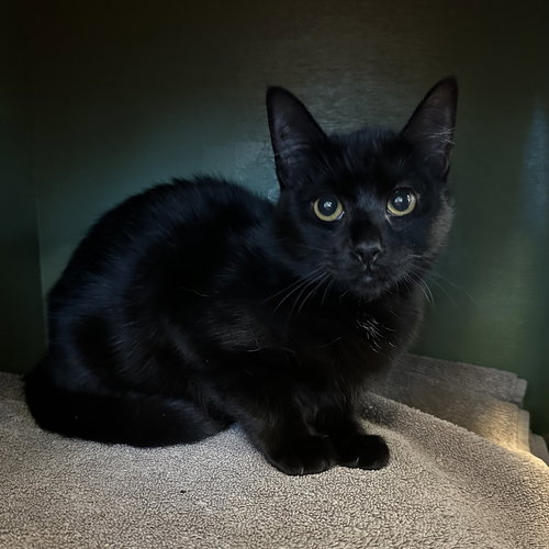 VERONICA BURTON - Domestic Short Hair available for adoption