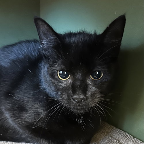 VERONICA BURTON - Domestic Short Hair available for adoption