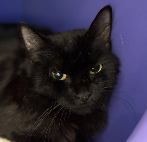 JENGA - Domestic Medium Hair available for adoption