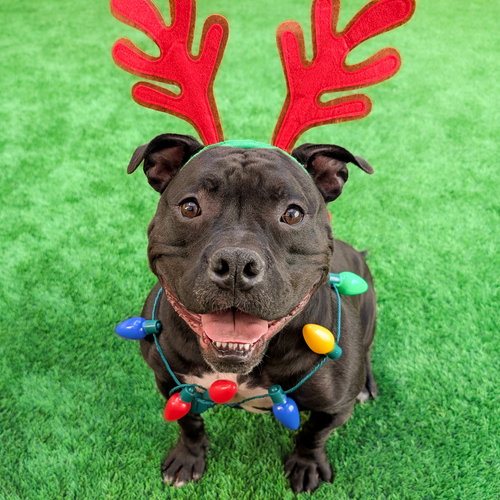 TANK TOP - Bulldog / American Staffordshire Terrier available for adoption