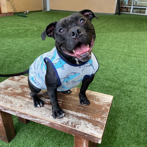 TANK TOP - Bulldog / American Staffordshire Terrier available for adoption