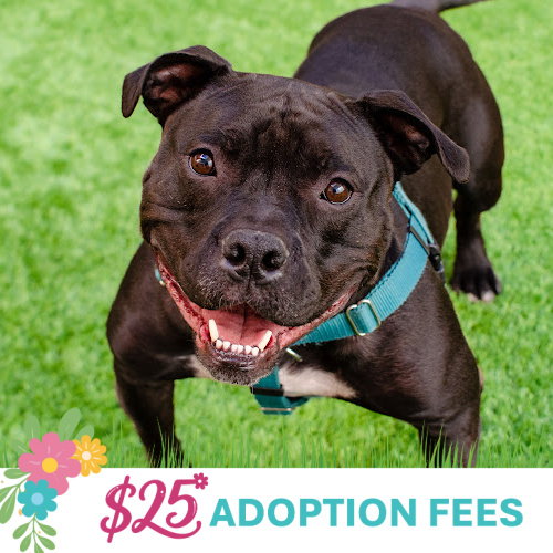 TANK TOP - Bulldog / American Staffordshire Terrier available for adoption