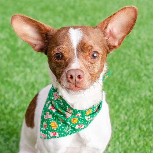 DOMINIC - Chihuahua available for adoption