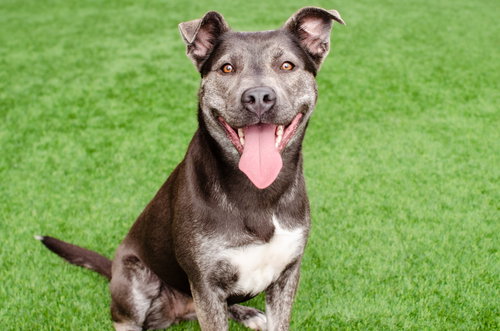 MISO - Siberian Husky / Pit Bull Terrier available for adoption