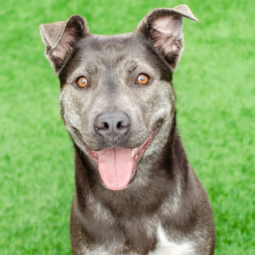 Miso, an adoptable Siberian Husky in Burlingame, CA