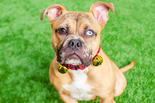 BUTTERNUT - Bulldog available for adoption