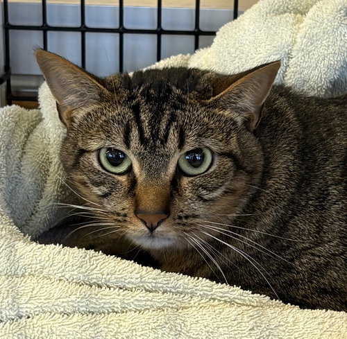 GINGER - Tabby / Domestic Short Hair available for adoption