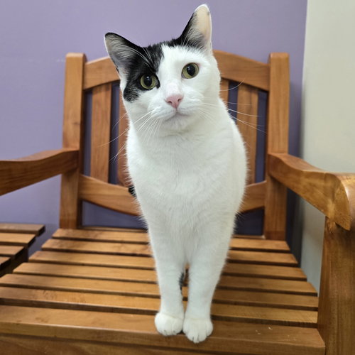 HENRY - Domestic Short Hair available for adoption