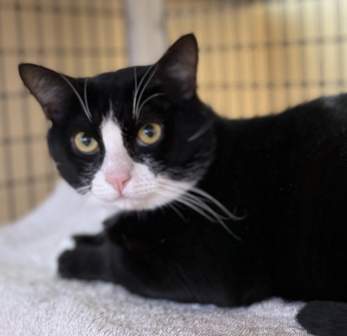 BANDIDO - Domestic Short Hair available for adoption