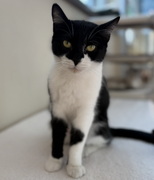 CANDY - Domestic Short Hair available for adoption