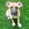 Brooklyn the Puppy! - Photo 2