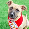 Brooklyn the Puppy! - Photo 1