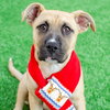 Brooklyn the Puppy! - Photo 3