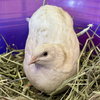 Taffeta (lays eggs!) - Photo 2