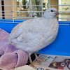 Taffeta (lays eggs!) - Photo 1