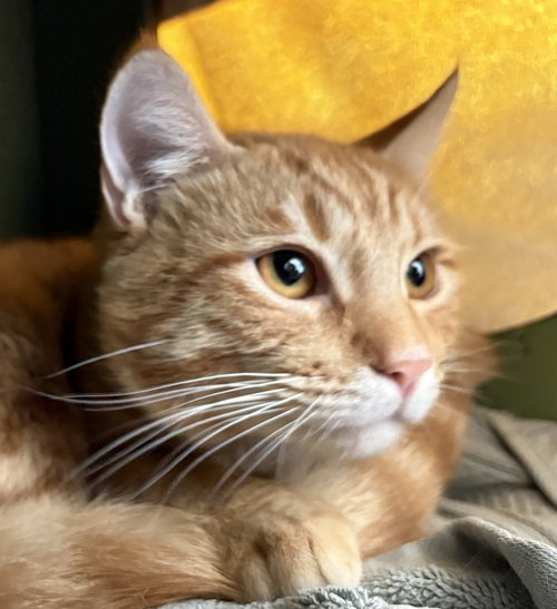 PHINEAS & FERB - Domestic Short Hair available for adoption