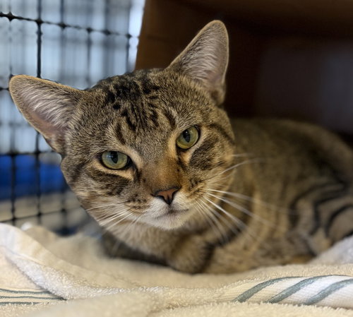 LOGAN - Domestic Short Hair available for adoption