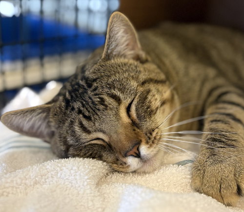 LOGAN - Domestic Short Hair available for adoption