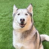 Luna - Photo 2