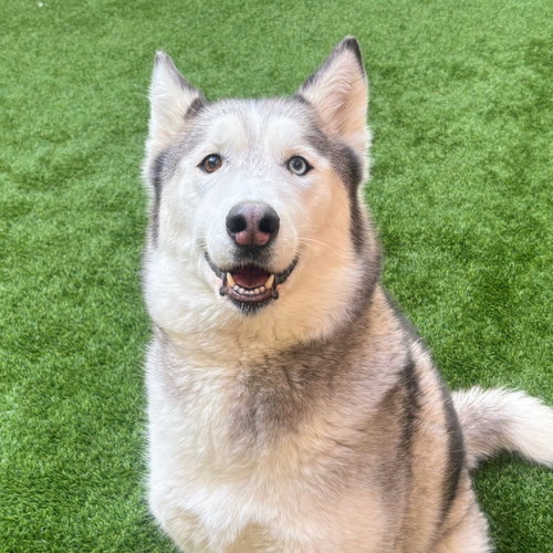 LUNA - Siberian Husky available for adoption