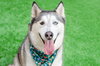 Luna - Photo 1
