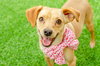 Perdita - Photo 1